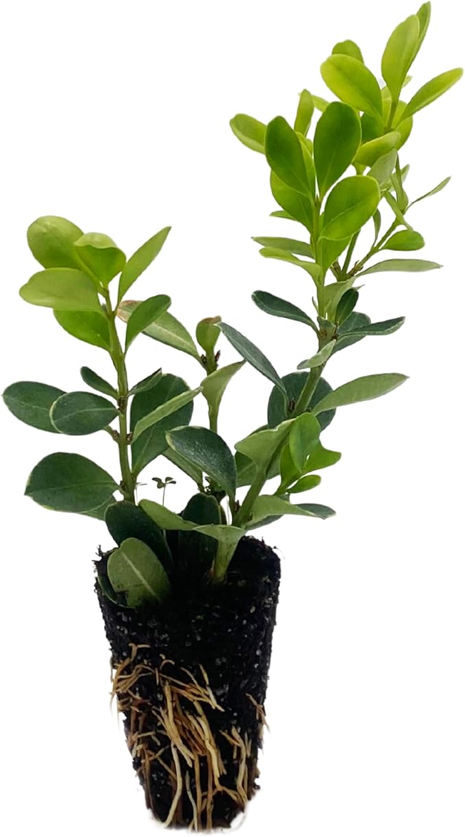 ragnaroc Japanese Boxwood 2-4" (Buxus microphylla VAR. Japonica) 1ct - Live Plant for Indoor Outdoor Use, Garden & Landscaping - Live Arrival Guaranteed