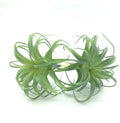 2 PCS Artificial Succulents Plants Real Touch Lifelike Succulants Plants Faux Greenery Plants Garden DIY Home Office Decoration Ornament (Air Plant)
