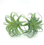 2 PCS Artificial Succulents Plants Real Touch Lifelike Succulants Plants Faux Greenery Plants Garden DIY Home Office Decoration Ornament (Air Plant)