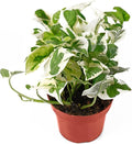 Live Tropical Pothos Plant (Pearls & Jade) - Easy to Care for - Perfect for Indoor and Outdoor Home Decor, Office and Gift - in 3-inch Pot, NO Shipping to CA