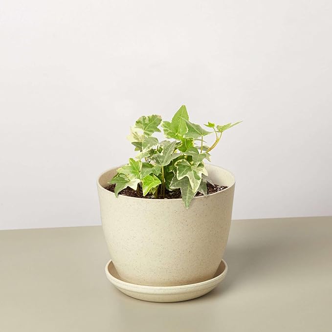 English Ivy Glacier Live Plant for Indoor | Different Houseplants in 3'' Pot | Real House Plant for Living Room, Office, Desk & Bathroom | English Ivy | Common Ivy