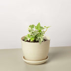 English Ivy Glacier Live Plant for Indoor | Different Houseplants in 3'' Pot | Real House Plant for Living Room, Office, Desk & Bathroom | English Ivy | Common Ivy