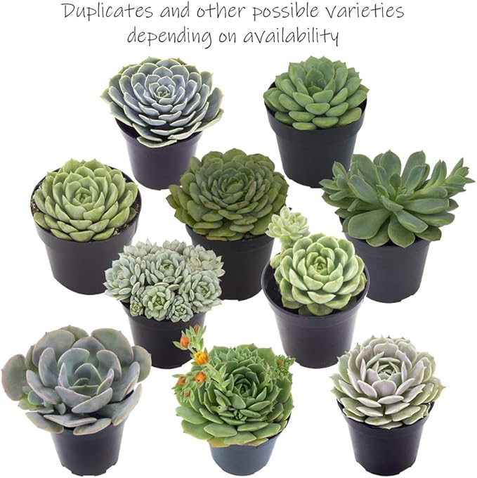 Altman Plants, Echeveria Succulents Live Plants (3 Pack) Assorted 3.5" Potted Succulents Plants Live House Plants in Cacti and Succulent Soil, Wedding Party Favors Cactus Plants Live Indoor Plants