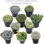 Altman Plants, Echeveria Succulents Live Plants (3 Pack) Assorted 3.5" Potted Succulents Plants Live House Plants in Cacti and Succulent Soil, Wedding Party Favors Cactus Plants Live Indoor Plants