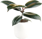 Burgundy Rubber Plant (4" Grower Pot) - Air Purifying and Live Healthy Houseplant - Easy to Grow, Easy to Care Indoor Houseplant