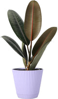 Thorsen's Greenhouse Ficus elastica, Live Indoor Plant, Rare Variety, Natural Air Purifier, Burgundy Rubber Plant, 4-Inch Diameter Pot (Lavender)