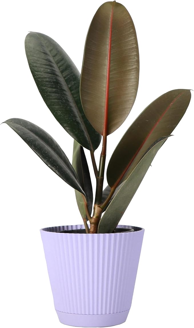 Thorsen's Greenhouse Ficus elastica, Live Indoor Plant, Rare Variety, Natural Air Purifier, Burgundy Rubber Plant, 4-Inch Diameter Pot (Lavender)