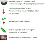 200 Sensitive Plant Seeds(Mimosa Pudica) for Indoor/Balcony Planting, Non-GMO Perennial Potted Flower Seeds