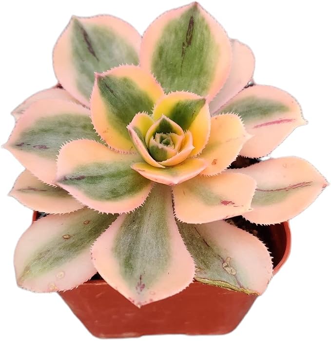Live Succulent Cactus Plants from USKC (2" Pot) (Aeonium Sunburst)