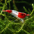 The Seam Oasis 20 Red Rili Shrimp – Premium High Grade Neocaridina, Live Freshwater, Breeding Age, Live Arrival Guarantee