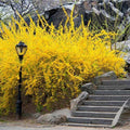Brighter Blooms - Lynwood Gold Forsythia Shrub, 2 Gal. - No Shipping to AZ