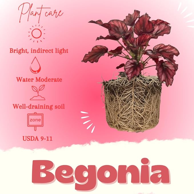 Begonia Live Plant, Begonias Live Plant, Rare Begonias Plants, 5-7 Inches in Height for Indoor Houseplant (Red Begonia)
