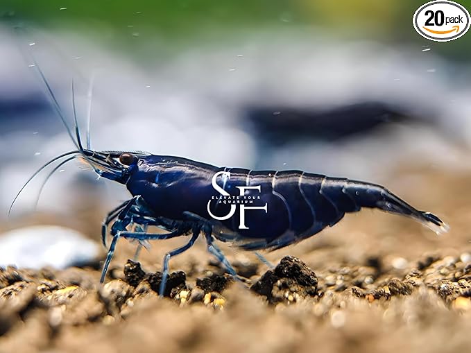 SF Aquatic™ Choose Your Favorite Color High Grade Neocaridina Live Freshwater Aquarium Shrimps. Fully Mature Breeding Age. Live Arrival Guarantee. (Blue Diamond, 20 Shrimps)