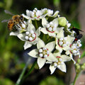 White Climbing Milkweed Live Plants - Pack of 2 - Evergreen Vines - Funastrum Clausum - Twinevine Milkweed