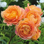 Rose Live Plant, Roses Flower Plant, Fragrant Flower for Planting, 4-6 Inches Tall, Bush Shrub Plants, Well Rooted, Ready to Grow (Orange Rose)