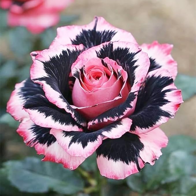 Rose Mixed Color Seeds 20pcs – Heirloom Perennial Roses – Ideal for Garden Borders & Pots