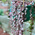 Ceropegia Woodii Variegated String of Hearts Live Plant, Rare Trailing Succulent Vine in 2.5" Pot, Indoor Hanging Plant