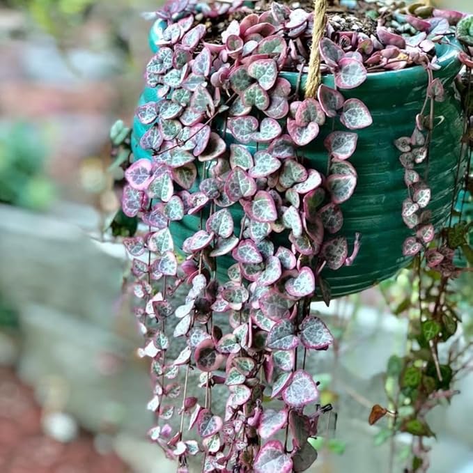 Ceropegia Woodii Variegated String of Hearts Live Plant, Rare Trailing Succulent Vine in 2.5" Pot, Indoor Hanging Plant