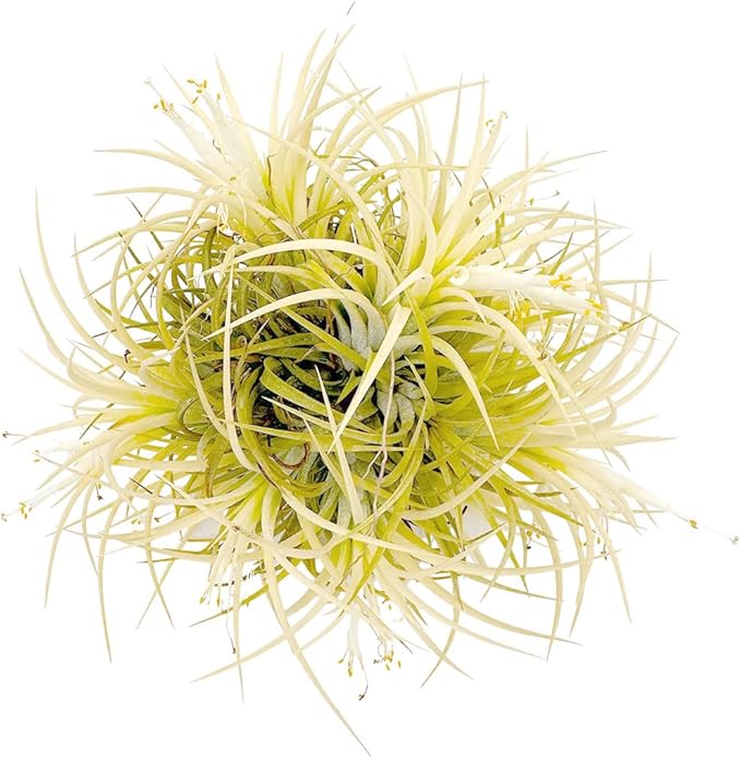 ragnaroc Air Plants - Tillandsia Ionantha Druid Ball, Jumbo 6-9" - 1ct - Live Arrival Guaranteed - House Plants for Home Decor & Gift