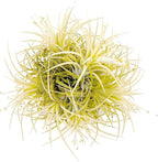 ragnaroc Air Plants - Tillandsia Ionantha Druid Ball, Jumbo 6-9" - 1ct - Live Arrival Guaranteed - House Plants for Home Decor & Gift