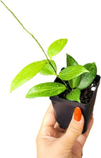 Hoya Fitchii - Rare & Easy-to-Care Wax Plant | Stunning Veined Foliage | Indoor Air Purifying Plant | Live Houseplant | CA Seller (Multiple Plants/Stems, 6" Hanging Pot)