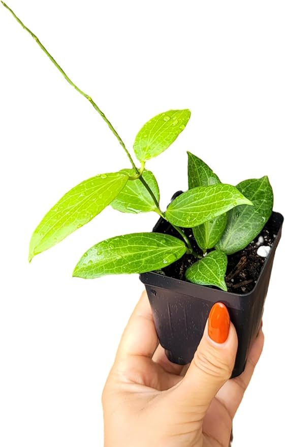 Hoya Fitchii - Rare & Easy-to-Care Wax Plant | Stunning Veined Foliage | Indoor Air Purifying Plant | Live Houseplant | CA Seller (Multiple Plants/Stems, 6" Hanging Pot)