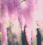 Pink Wisteria Vine Live Plant – Fragrant 18" Flowers,1-Year in Pot, Hummingbird Magnet