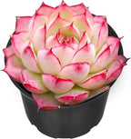 Sprout N Green Echeveria 'Silhouette', Mini Live Succulent Fully Rooted in 2" Pot with Soil Mix, House Plant for Indoor Outdoor Home Office Wedding Decoration Party Favor, Pets Friendly, Easy to Care