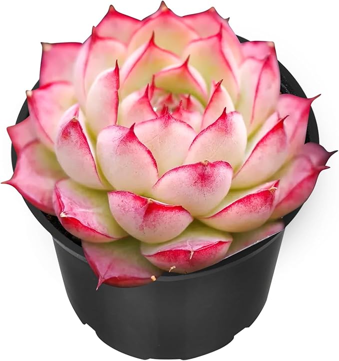 Sprout N Green Echeveria 'Silhouette', Mini Live Succulent Fully Rooted in 2" Pot with Soil Mix, House Plant for Indoor Outdoor Home Office Wedding Decoration Party Favor, Pets Friendly, Easy to Care