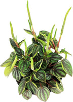 Peperomia Piccolo Banda (4 inch) - Air-Purifying Houseplants - 4/6 inch Unique Live Decorative Houseplants - Low-Maintenance Indoor Plants, House Warming Gift, Natural Air Purifier