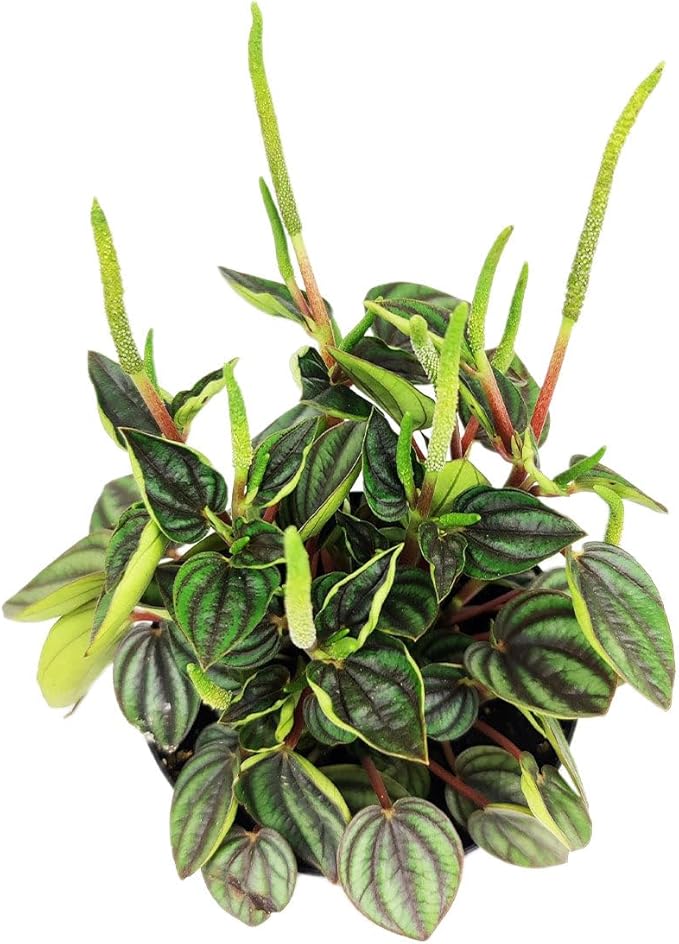 Peperomia Piccolo Banda (4 inch) - Air-Purifying Houseplants - 4/6 inch Unique Live Decorative Houseplants - Low-Maintenance Indoor Plants, House Warming Gift, Natural Air Purifier
