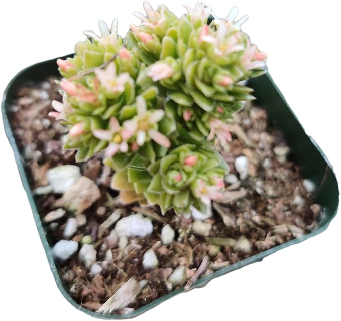 Live Succulent Cactus Plants (2" Pot Crassula Estagnol Spiralis)