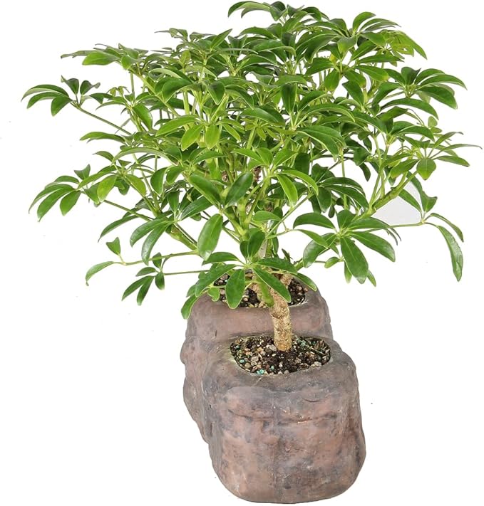 Brussel's Live Hawaiian Umbrella Indoor Bonsai Tree in Rock Pot (2 Pack) - 5 Years Old; 5" to 8" Tall