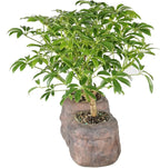 Brussel's Live Hawaiian Umbrella Indoor Bonsai Tree in Rock Pot (2 Pack) - 5 Years Old; 5" to 8" Tall