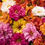 Outsidepride Sundial Mixed Moss Rose Seeds - 500 Pcs Annual, Drought & Heat Tolerant, Pollinator Friendly Ground Cover Seeds for Planting w/Vibrant Blooms & Succulent Foliage, Ideal for Xeriscaping