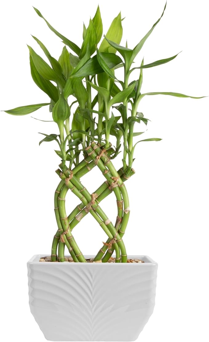 Costa Farms Lucky Bamboo Live Plant in Decorative Pot, Easy to Maintain Indoor Houseplant, Perfect for Home, Room, or Office Decor, Great House Warming or Birthday Gift, 12-15 Inches Tall