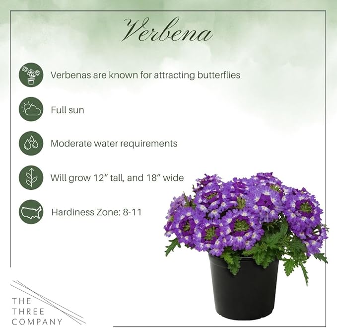 Live Flowering Verbena - Purple Bicolor (3 Plants Per Pack) - Healthy Flowering Plant - Beautiful Spring Color - 10" Tall by 5" Wide in 1Qt Pot