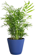 Thorsen's Greenhouse Parlor Palm Plant, Live Indoor Plant, Neanthe Bella Palm, Natural Air Purifier, Easy to Grow, Pet Safe Plant, 6-inch Diameter Pot (Navy (6" Pot))