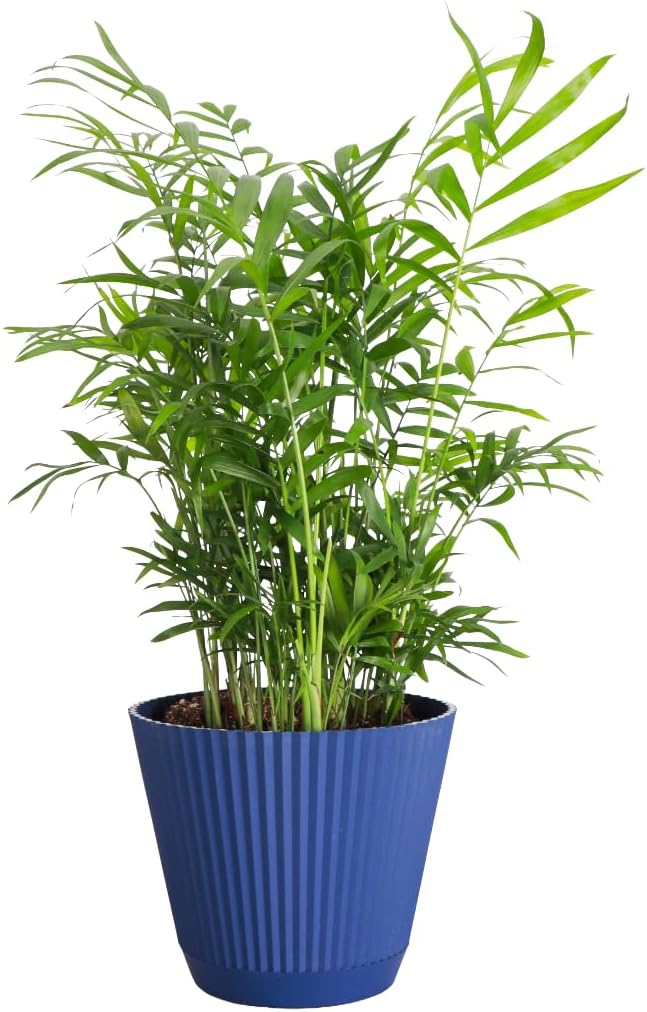 Thorsen's Greenhouse Parlor Palm Plant, Live Indoor Plant, Neanthe Bella Palm, Natural Air Purifier, Easy to Grow, Pet Safe Plant, 6-inch Diameter Pot (Navy (6" Pot))