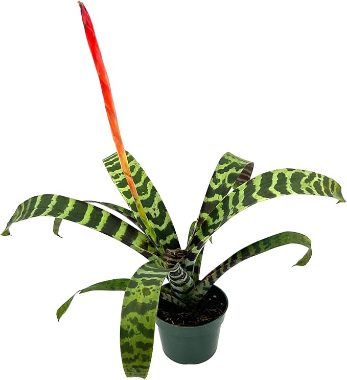ragnaroc Live Plants – Bromeliad Vrisea Splenriet, 4-8" in 4" Pot - 1ct - Live Arrival Guaranteed - House Plants for Home Decor & Gift