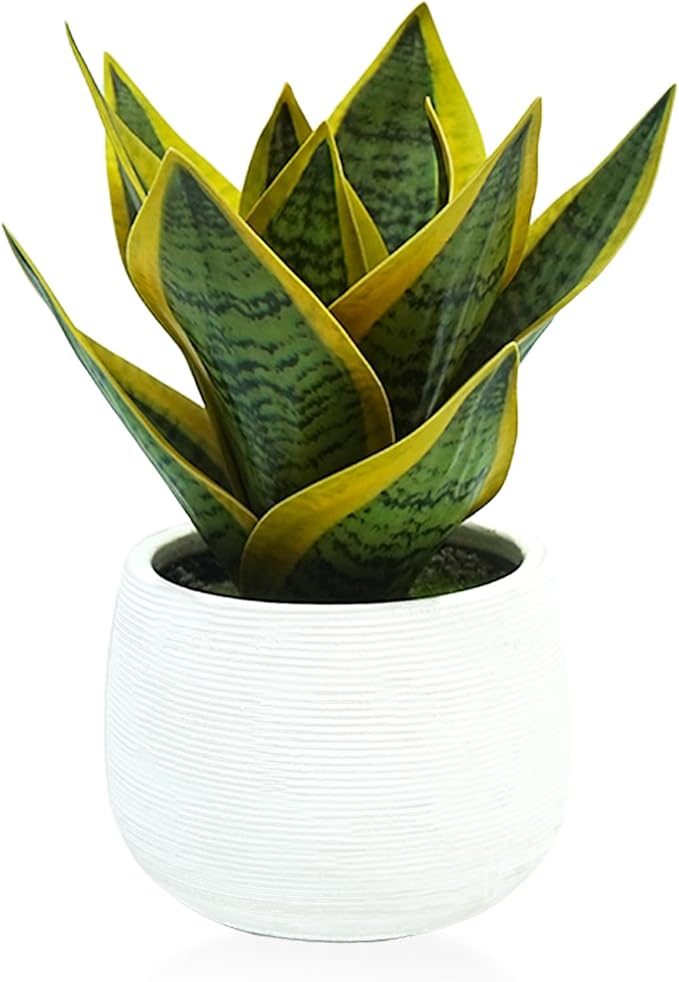 8" Artificial Snake Plant & Faux Agave in White Ceramic Pot - Sansevieria Potted Greenery, Real Touch Small Fake Plant for Home Office Desk, Bookshelf, Bathroom Decor (1 Pack)