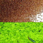 Freshwater Aquarium Decor, Easy Growing Dwarf Carpet for Fish Tank/Terrarium, Natural Aquatic Plant Growth Material – 1 Pack (Love Grass)