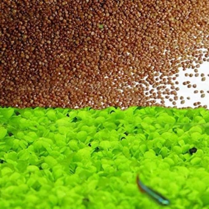 Freshwater Aquarium Decor, Easy Growing Dwarf Carpet for Fish Tank/Terrarium, Natural Aquatic Plant Growth Material – 1 Pack (Love Grass)