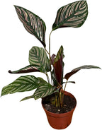 PLANTVERS Live Calathea Plant – Easy Care & Low Maintenance Tropical Houseplant – Air Purifying Indoor Plant for Low Light & Home Décor (Calathea Ornata Pinstripe 4" Grow Pot, 4" Grow Pot)