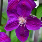 Clematis Vine Plant, Clematis Vine Plants Live in 2.5 Inch Pot, Perennial Climbing Clematis Plants Live for Outdoor Garden (Dark Red Purple Flowers)