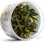 Ultum Nature Systems Cryptocoryne Wendtii Brown (Indonesian) Tissue Culture Live Plant for Aquarium, Freshwater Fish Tank, Aquascaping - 100% Snail Free in Vitro