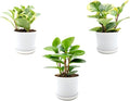 3PK Peperomia obtusifolia in 4” Decor Pots, Baby Rubber Plant, Live Indoor houseplant, Air Purifier, Pets Friendly, Foliage Plant, Succulent