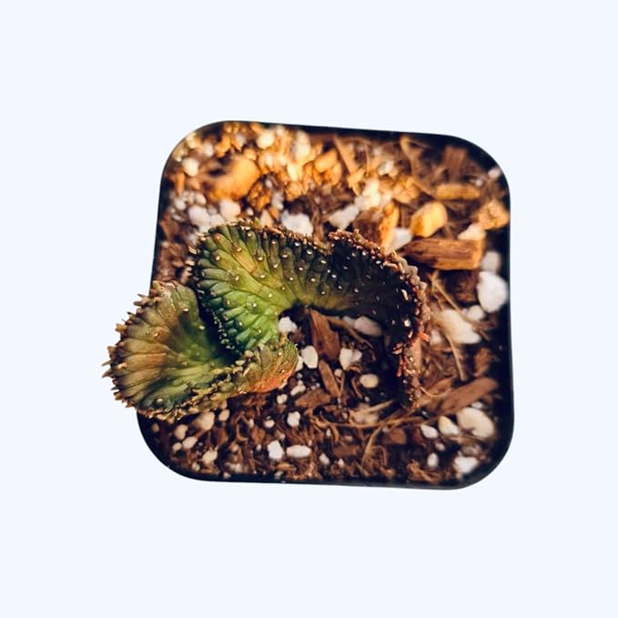 Live Cactus and Succulent Plants (2" Pot Euphorbia flanaganii f. cristata (Brach cristation))