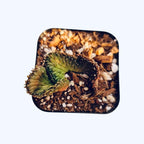 Live Cactus and Succulent Plants (2" Pot Euphorbia flanaganii f. cristata (Brach cristation))