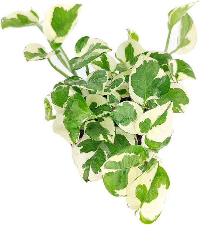 Pothos N'Joy (4" Grower Pot) - Low Light and Healthy Houseplant - Easy to Care Indoor Houseplant
